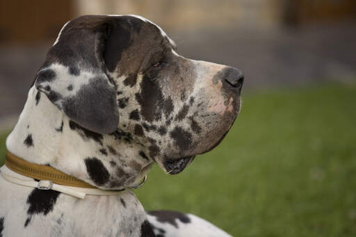 A close up of a spotted Great Dane's beautiful masculine face