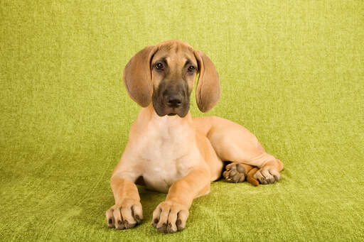 Great dane puppy feet store