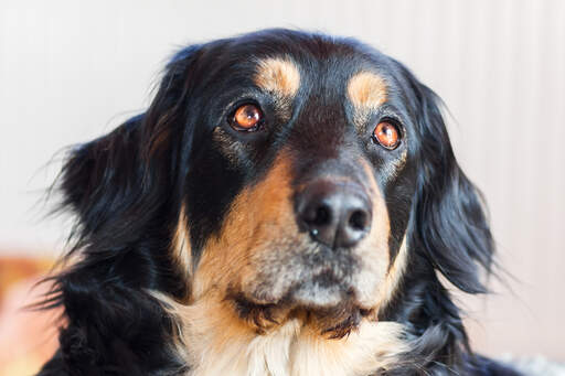 A close up of a Hovawart's beautiful round eyes and long curly ears