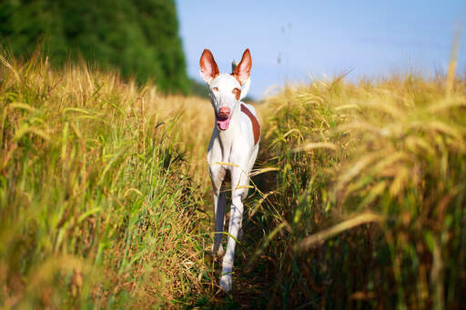 An Ibizan Hound with his ears alert strolling through a field