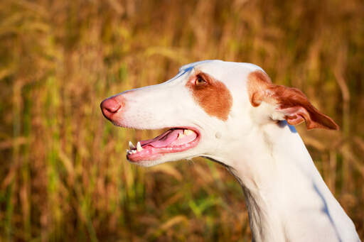 An Ibizan Hound with streamlined ears and a wet nose