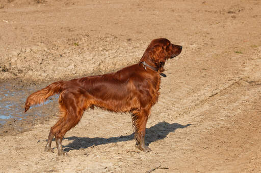 A young, adult Irish Setter enjoying some exercise outdoors