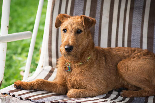 Irish terrier sales beagle mix
