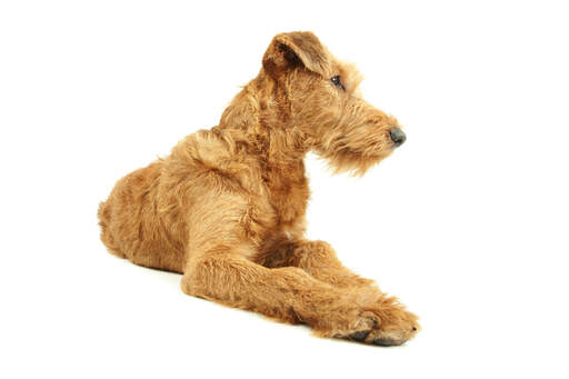 A lovely bearded Irish Terrier lying neatly with its paws close together