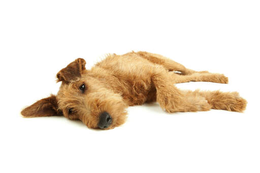 A resting Irish Terrier enjoying its time on the floor