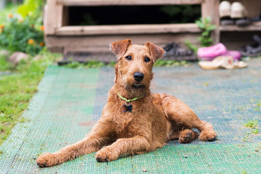 A young Irish Terrier lying down, waiting for some attention