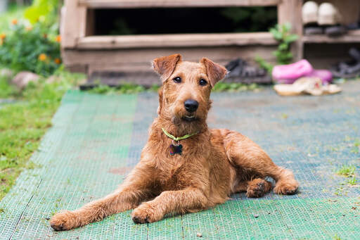 Irish store terrier mix