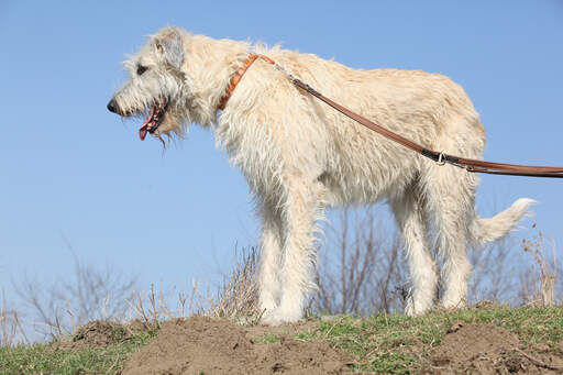 Irish Wolfhound Dogs | Dog Breeds