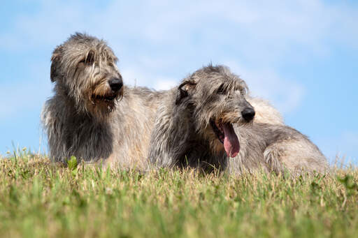 Two healthy, adult Irish Wolfhounds lying down in the grass