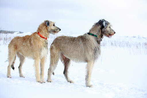 Highland wolfhounds hotsell