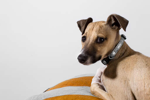 A close up of an Italian Greyhound's beautiful little, short white beard