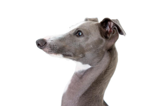 A close up of the beatiful pointed head of the Italian Greyhound