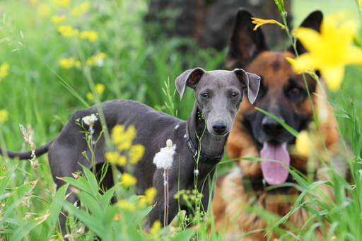 A healthy Italian Greyhound getting some exercise outside in the long grass