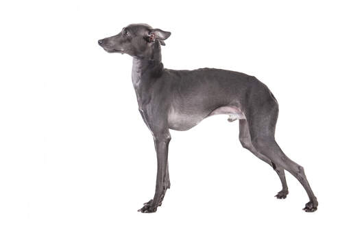 A lovely little Italian Greyhound with beautiful, short, grey hair