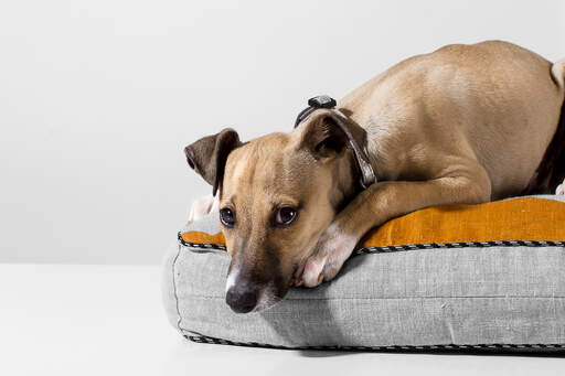 An Italian Greyhound having a deserved rest on it's bed