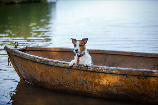 A lovely, little Jack Russell Terrier relaxing in a boat after a swim