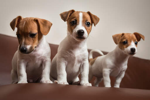 Jack russell cross store fox terrier puppies