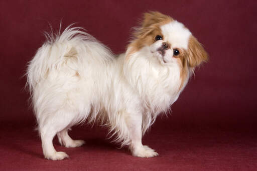 A beautiful little Japanese Chin with a long soft brown and white coat