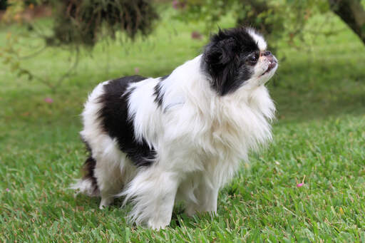 An adult Japanese Chin standing tall, waiting for its next command