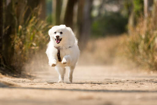 A Japanese Spitz at full pace bounding towards its owner