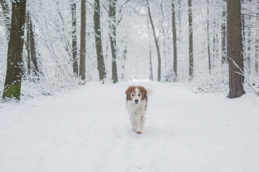 A healthy adult Kooikerhondje getting some exercise in the snow