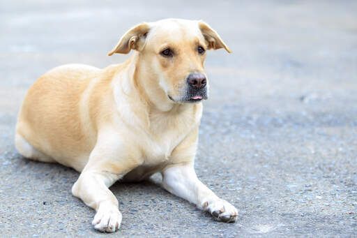 A Labrador Retriever lying down, waiting patiently for a command