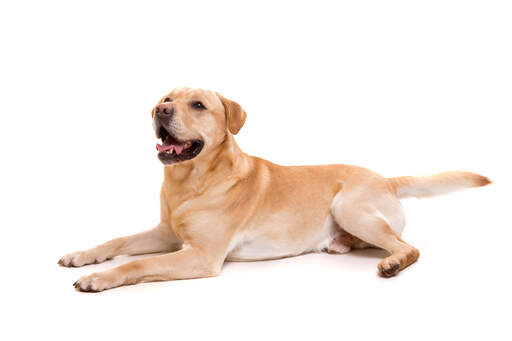 A healthy young adult Labrador Retriever with a thick golden coat