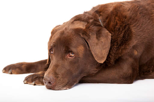 A mature chocolate Lab enjoying a rest on the floor