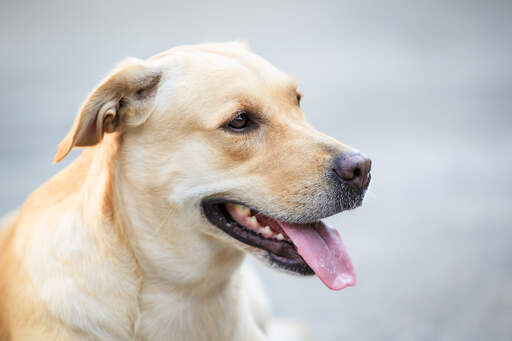 An adult Labrador Retriever with a beautiful, thick, blonde coat