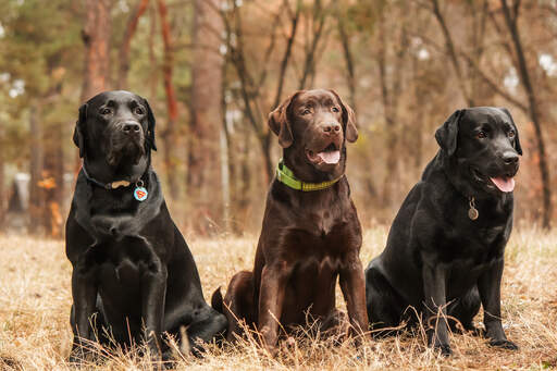 Three lovely, adult Labrador Retrievers sitting patiently together