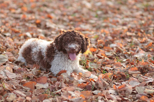 A fun loving Lagotto Romagnolo enjoying the autumn leaves