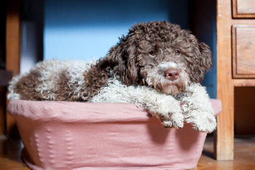 A tired Lagotto Romagnolo snuggling into his basket