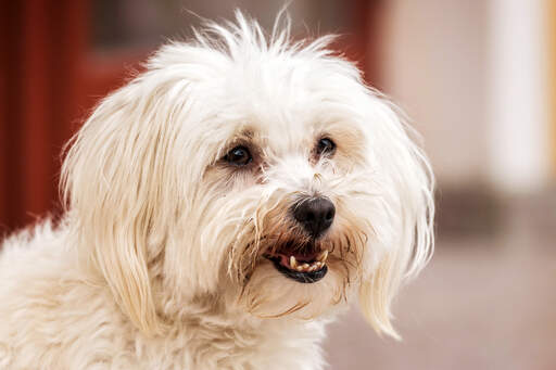 A close up of a Maltese's healthy, soft white coat and brown beard