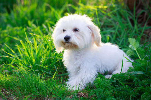 is a maltese a terrier
