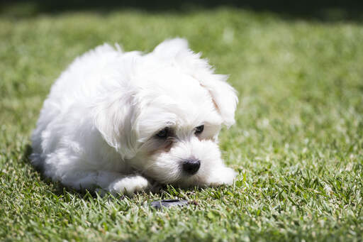 An inquisitive little Maltese pup, inspecting the grass