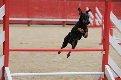 A Manchester Terrier on an agiliy course jumping incredibly high