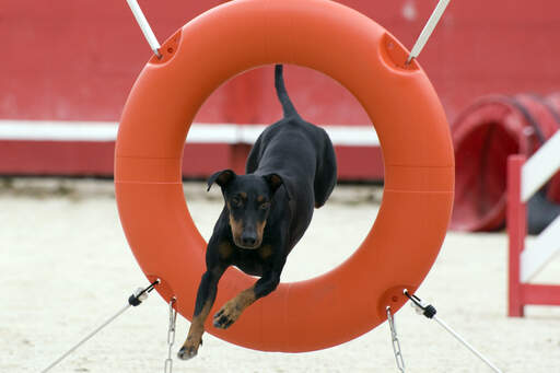 A healthy Manchester Terrier jumping through a hoop on an agility course