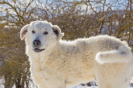 Maremma cross sale poodle