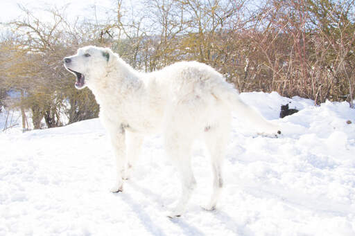 A stunning Maremma Sheepdog out in the snow