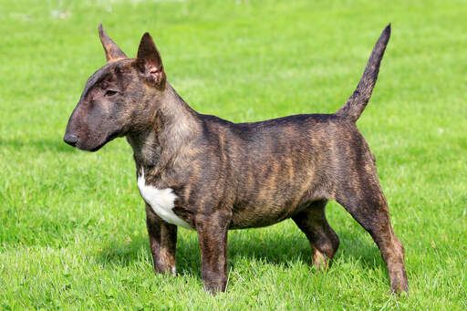 is the staffordshire bull terrier a descendant of the bulldog