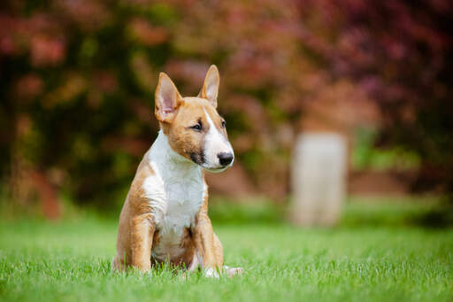 Miniature Bull Terrier Dogs Dog Breeds