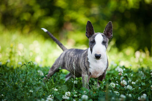 Mini bull terrier hotsell puppy