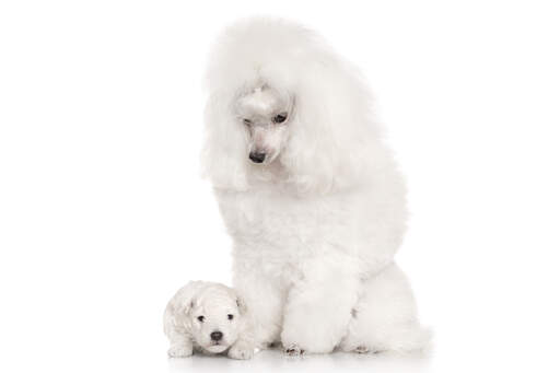 A beautiful adult Miniature Poodle with it's lovely, little white pup