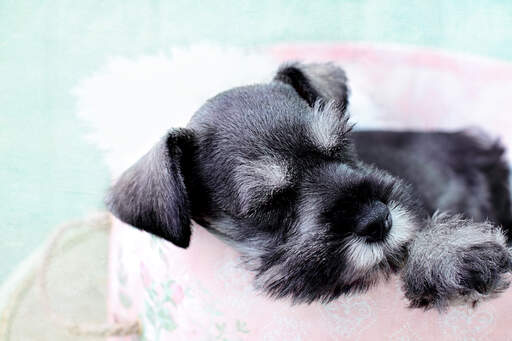 A beautiful, little Miniature Schnauzer with a wiry grey beard and eyebrows