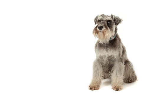 A beautiful Miniature Schnauzer with a well groomed short, soft coat