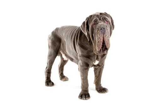 A healthy adult Neapolitan Mastiff, showing off it's tall wrinkly body