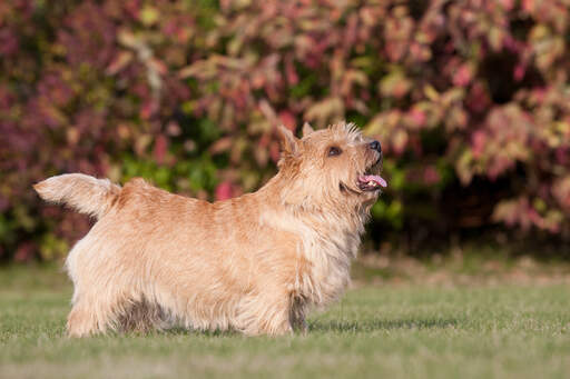 A beautiful little Norwich Terrier showing off it's wonderful short legs and long body