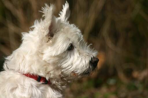 A lovely little Norwich Terrier with a thick white coat and pointed ears