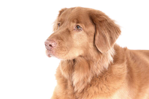 The handsome ginger face of a Nova Scotia Duck tolling retriever