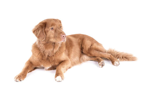 Nova Scotia Duck Tolling Retriever Dogs Dog Breeds